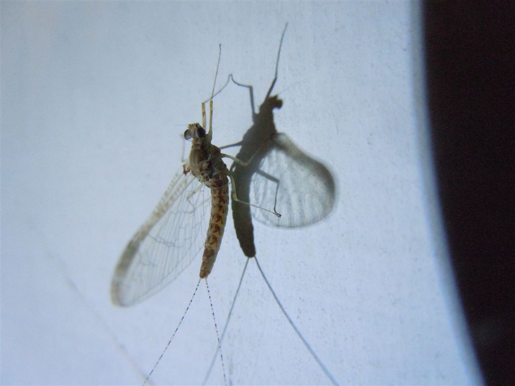 Effimera da identificare